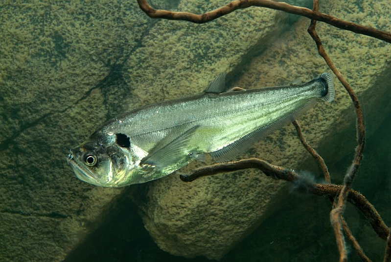Adult individual in the aquarium.