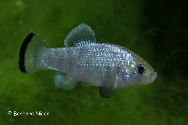 Cyprinodon alvarezi, the Potosi pupfish, is already extinct in nature