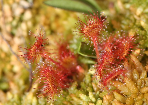 Carnivorous plants such as this Drosera sp. are common in peat bogs. Nitrogen, phosphorus and other nutrients are usually scarce in such conditions so the plants obtain them from captured insects