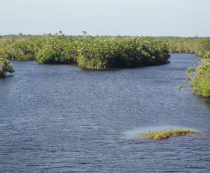 Typical habitat in the Llanos of Venezuela, río Apure drainage.