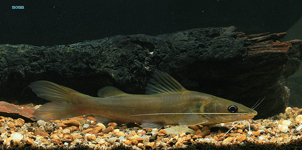 Subadult specimen from Thailand.