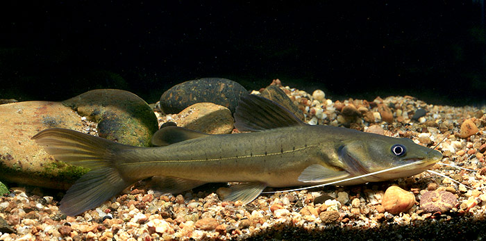 Subadult specimen.