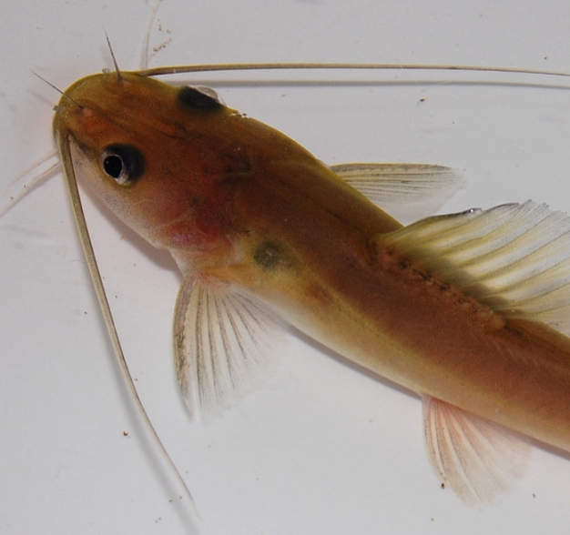 Predorsal view.