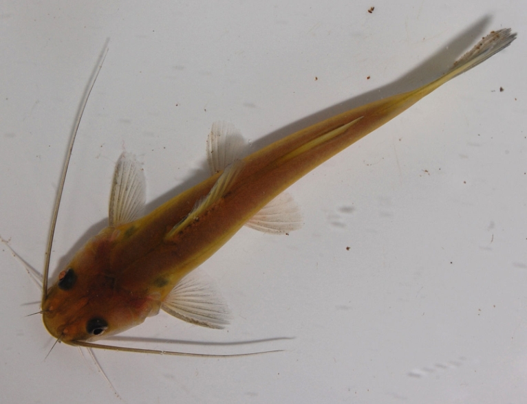 Dorsal view...