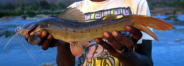 Specimen collected from the Cauvery River in 1996.