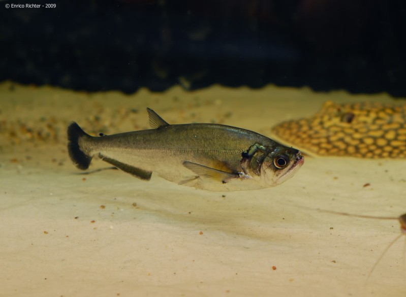 Despite its fearsome appearance this species does not tend to attack similarly-sized fishes.