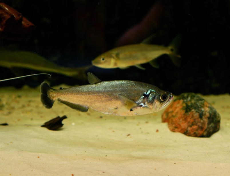 Subadult individual.
