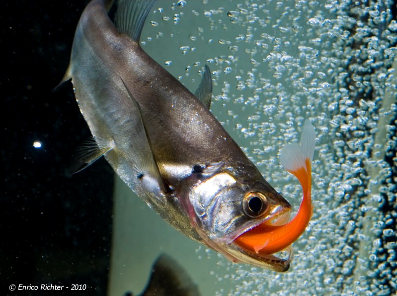 It will eat fishes it can fit into its mouth, but there's no need to feed it live food in captivity.