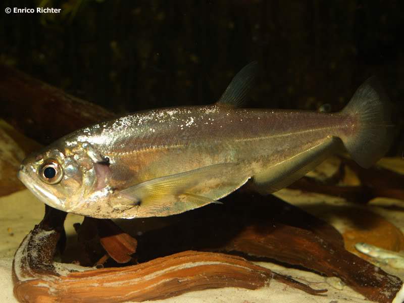This fish was traded as H. cf. scomberoides.
