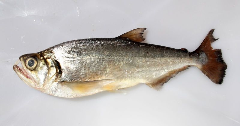 Specimen collected from the rio negro, Brazil.