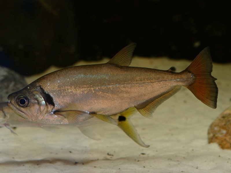 Subadult in the aquarium.