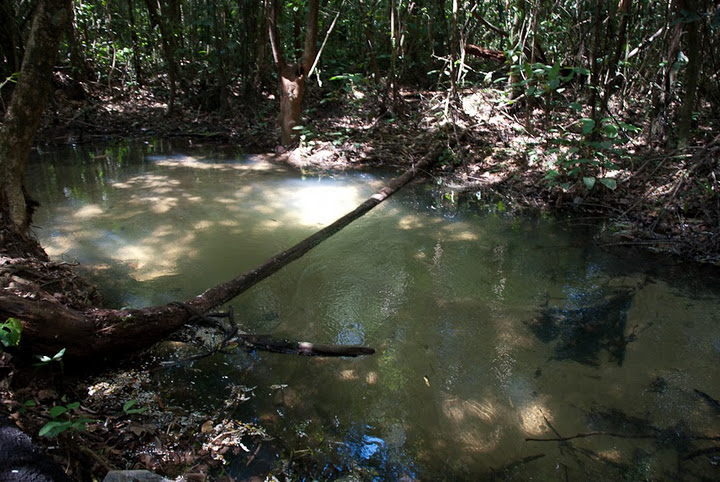 Clear-water igarapé habitat in the lower Amazon region.