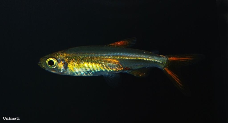 Adult individual.