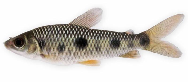 Subadult from the rio Xingu.