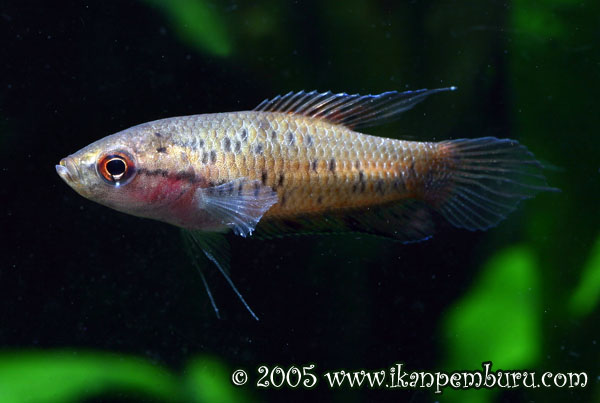 Young adult male.