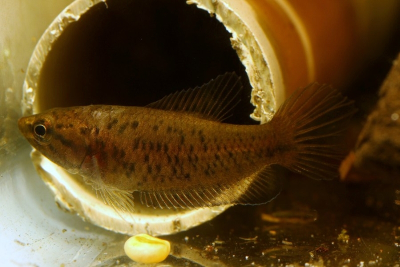 Adult female.