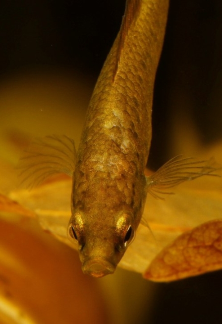 Anterio-dorsal view of adult female.