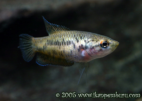 Adult female.