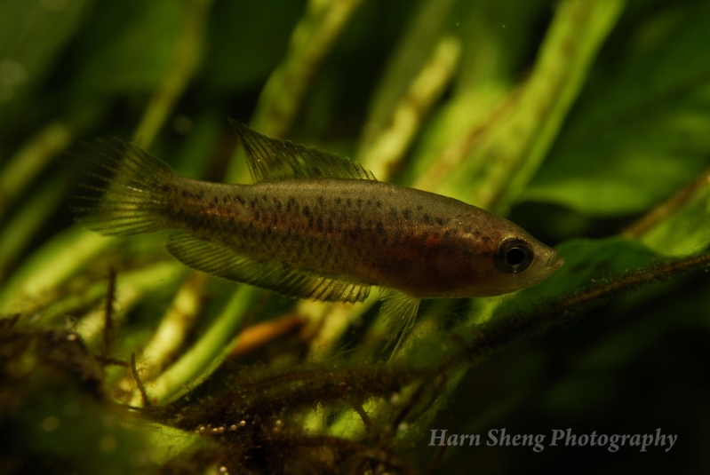 Young adult female.