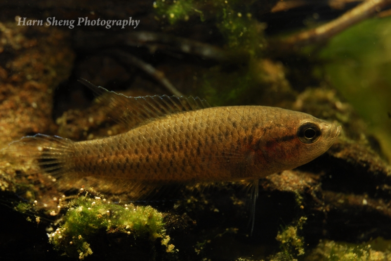 Young adult male.