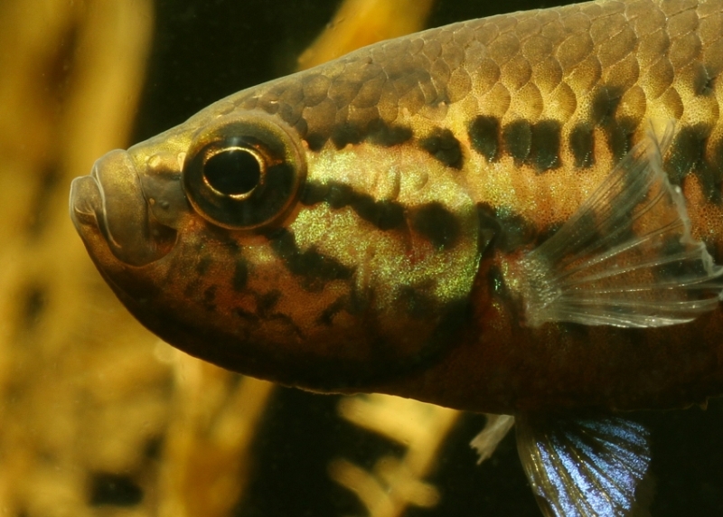 Head detail of male.