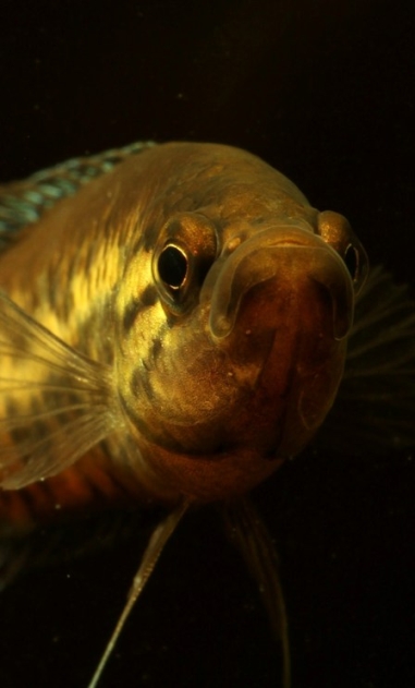 Frontal view of male.