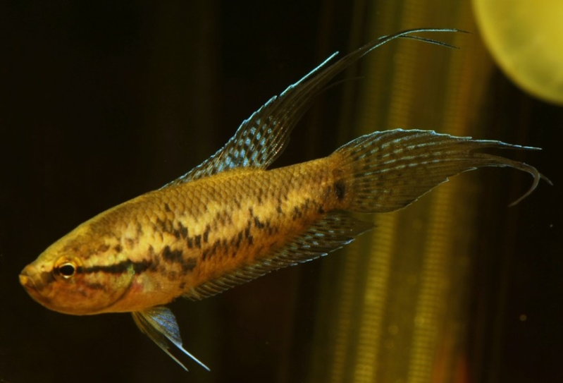 Adult male specimen.