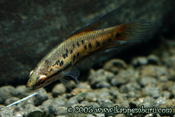 Young adult male.