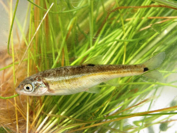 The Moapa dace, Moapa coriacea