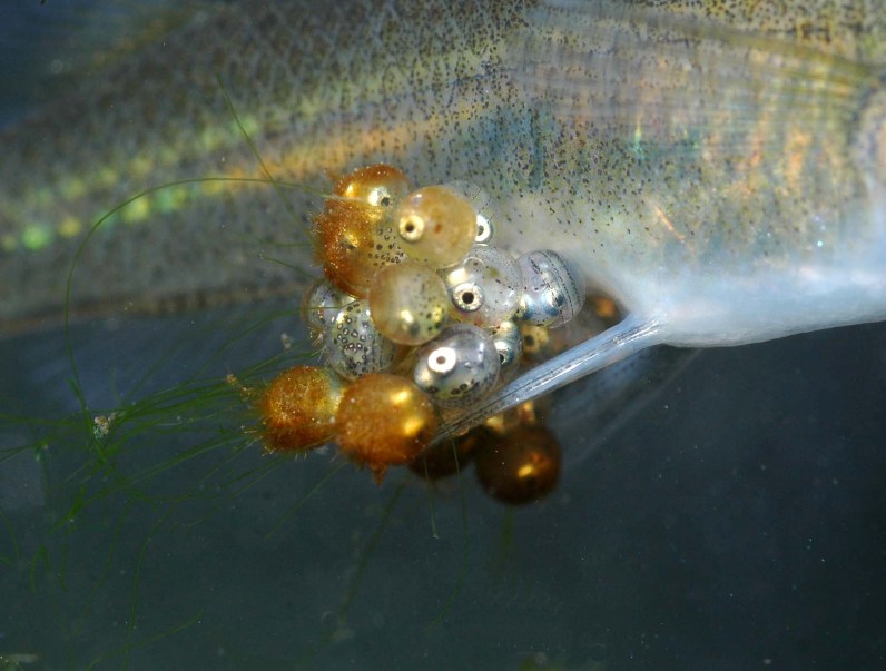 Detail of eggs attached to abdominal cavity of female.