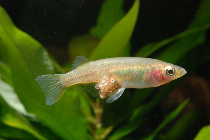 Adult female with eggs attached to the abdominal cavity.