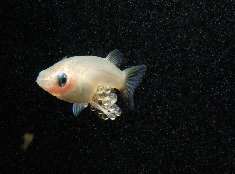 Another female with eggs.