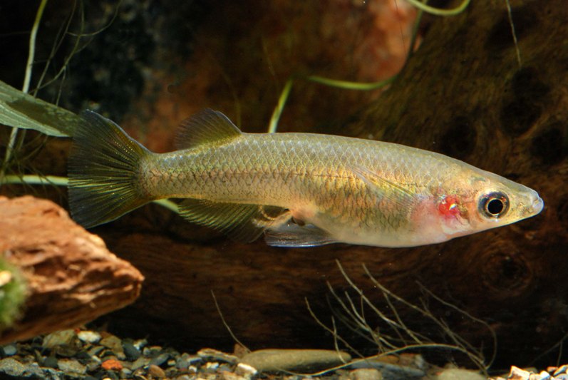 Adult female; note the oddly-extended pelvic fins.