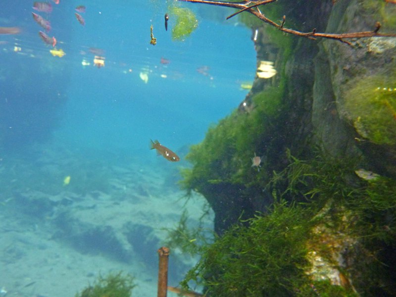 Specimen in its natural habitat at the type locality.