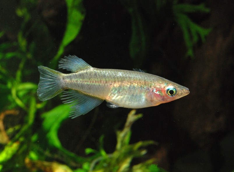 Non-nuptial adult male.