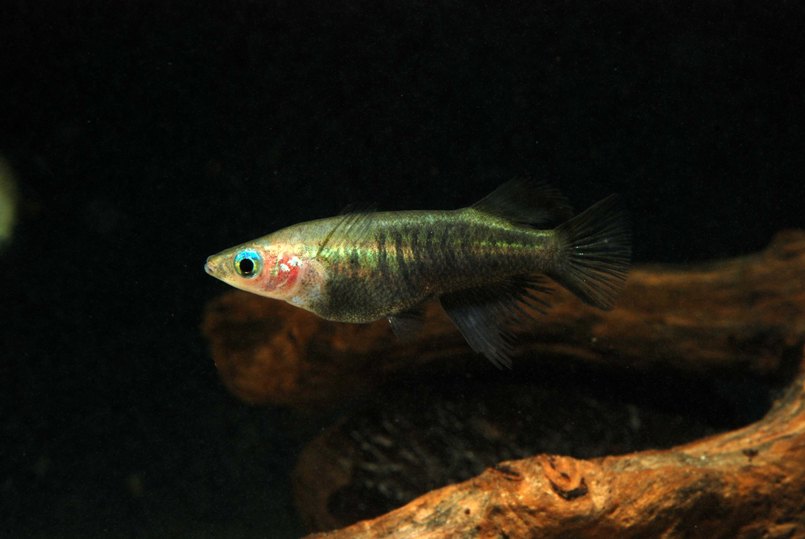 Nuptial male individual.