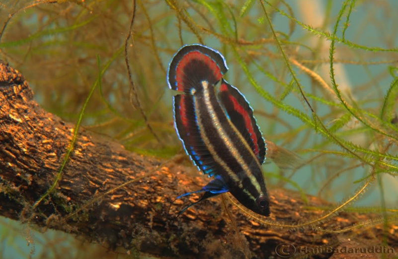 Nuptial adult male from the vicinity of Pekan Nenas, Pontian district, Johor state, Peninsular Malaysia.