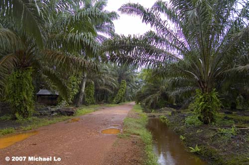 This former peat swamp habitat of the species in Johor has been turned over to an oil palm plantation.