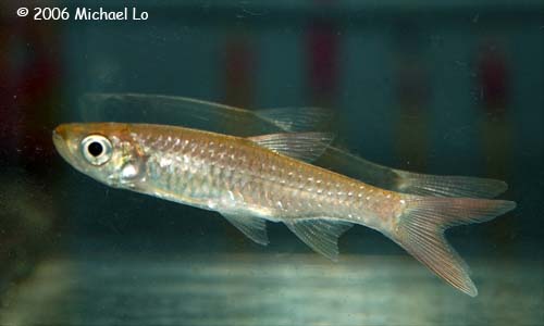 Another specimen from the Saribas.