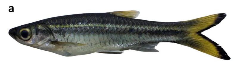 Live specimen from the Sungai (river) Gelam, Sumatra.