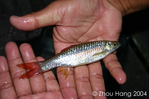 Freshly-collected adult specimen.