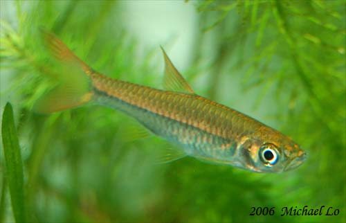 Young adult from the Saribas river system.