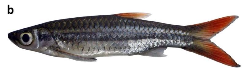 Live specimen from the Sungai (river) Gelam, Sumatra.
