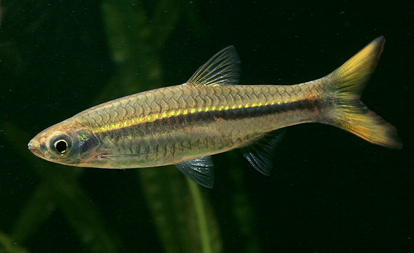 This species can be told apart from the similar R. tornieri by its bright yellow caudal-fin.