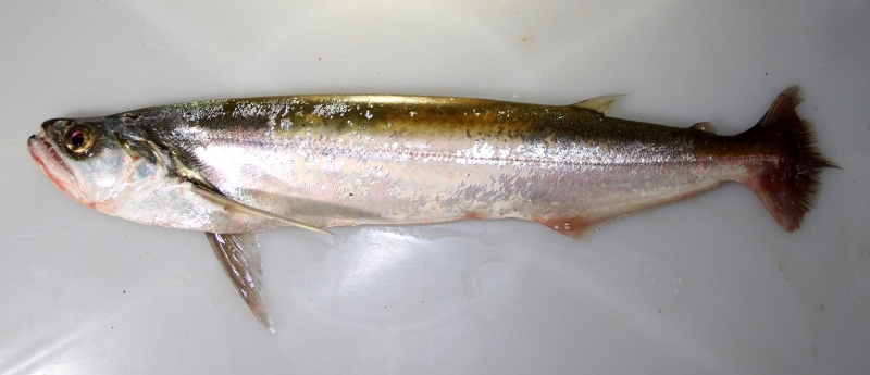 Adult specimen from the rio Negro, Brazil.