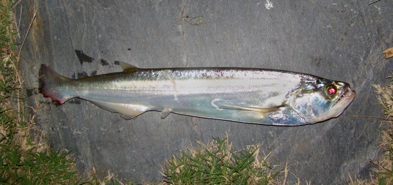 Adult collected from the Paraná River, Argentina.