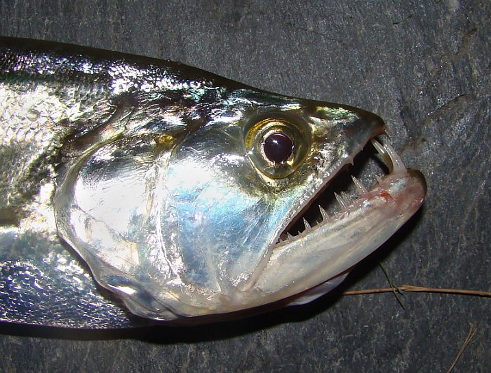 Head detail of specimen collected from the Paraná River, Argentina.