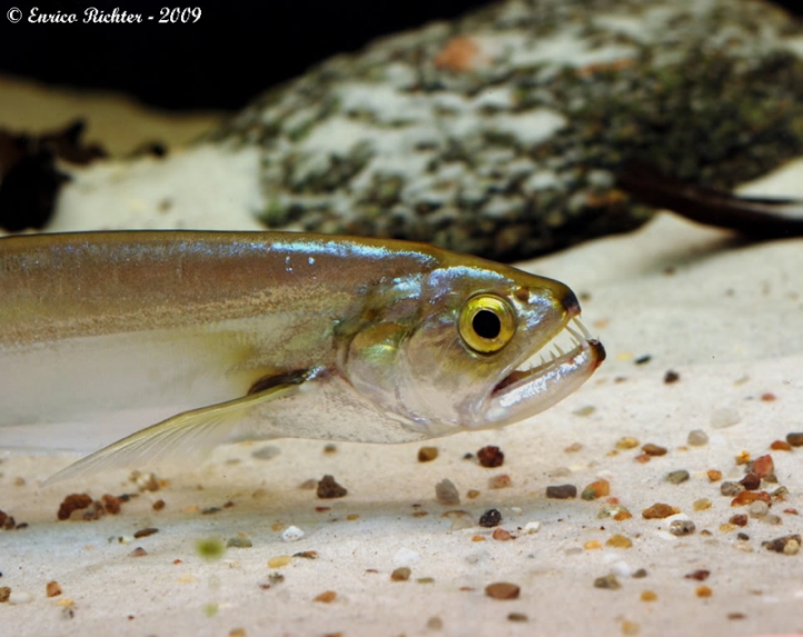 Detail of head and anterior portion of body.