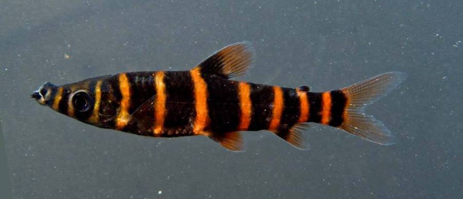 Individual collected from the rio Teles Pires drainage, rio Tapajós system, Brazil.