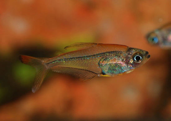 Adult male individual.